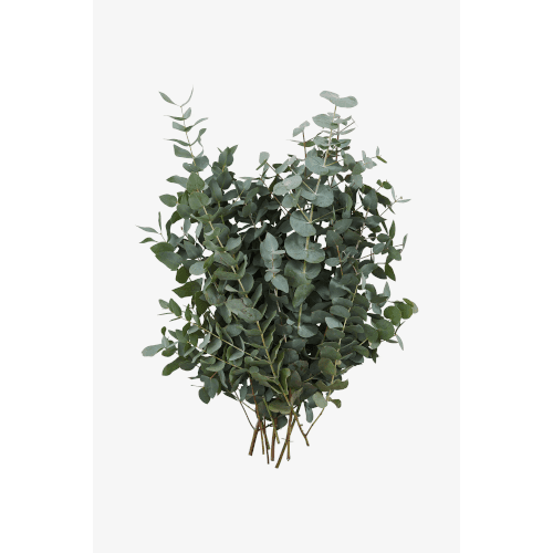 Eucalyptus