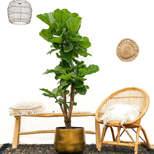 Ficus Lyrata förgrenad