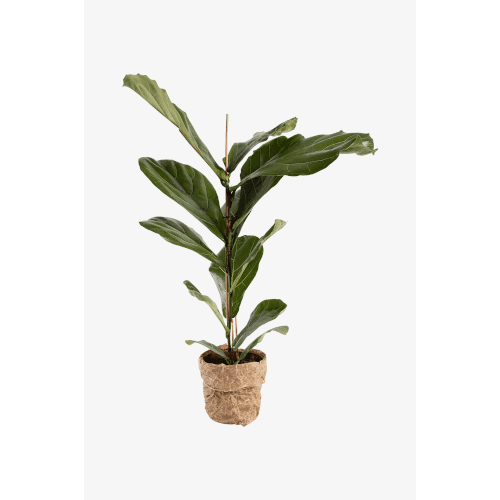 Fiolficus